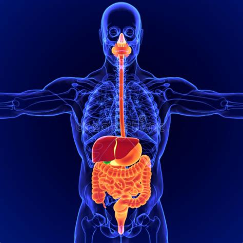 3d Illustration Human Digestive System Anatomy For Medical Concept