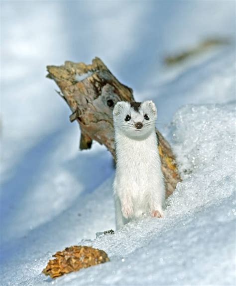 20 Weasel Mink Animal Snow Stock Photos Pictures And Royalty Free