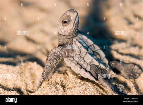Baby Oliver Ridley Turtles An Endangered Species And The Smallest
