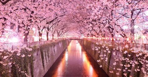 Cual Es El árbol Sakura