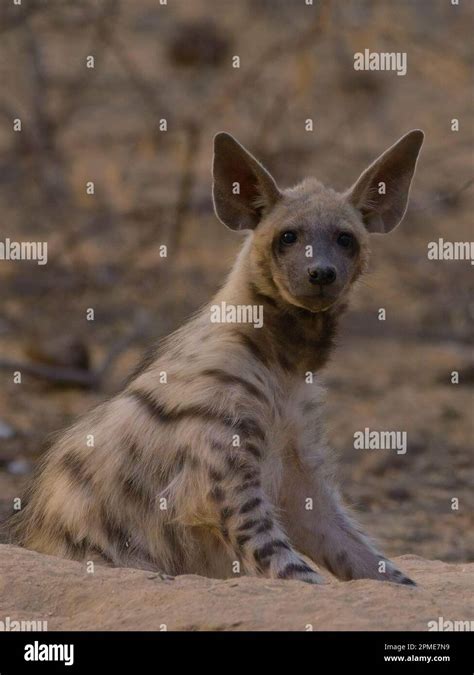 Striped Hyena Hyaena Hyaena Young At Den Stock Photo Alamy