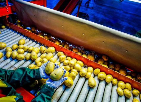 Potato Sorting Processing And Packing On Food Factory Stock Image
