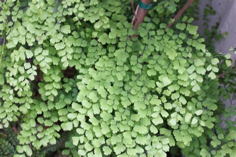 Maidenhair Ferns Adiantum Capillus Veneris Are Soft And Lacy Many