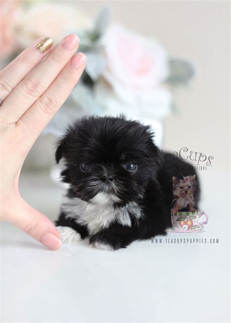 The Cutest Little Shih Tzu Puppies for Sale | Teacup Puppies & Boutique