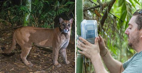 Guy Sets Up Camera Trap In Amazon Jungle And Snaps Rare