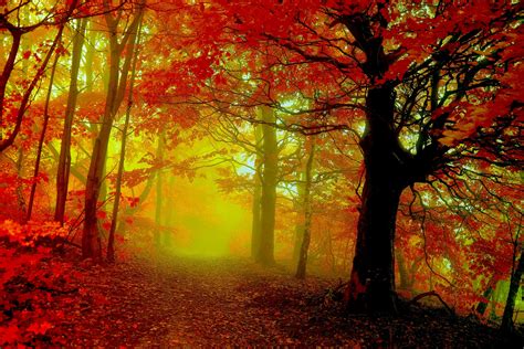 Free Photo Autumn Woods Autumn Dying Grass Free Download Jooinn