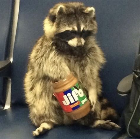 Cute Little Animals Cute Funny Animals Cute Raccoon Racoon Funny