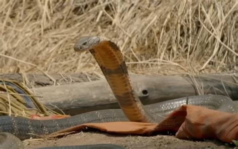 Fanged Predators Survive Our Heart Pounding Snake Quiz Amaze Trivia
