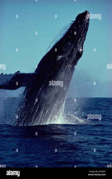 Humpback Whale Megaptera Novaeangliae Breaching Hawaii Stock Photo