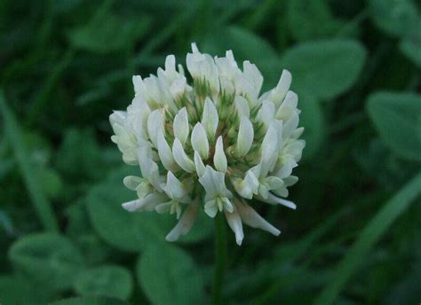 Common Types Of Clover For Your Yard
