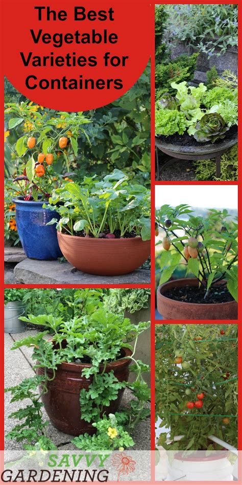 Root vegetables like carrots and beets can do well with less than six hours of sun, they can grow well with just four hours. Container Vegetable Plants: The Best Varieties for Success