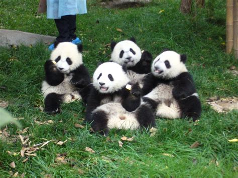 Pandas Around China