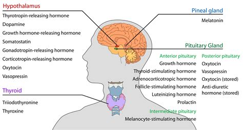 Fileendocrine Central Nervous Ensvg Hormônio Do Crescimento