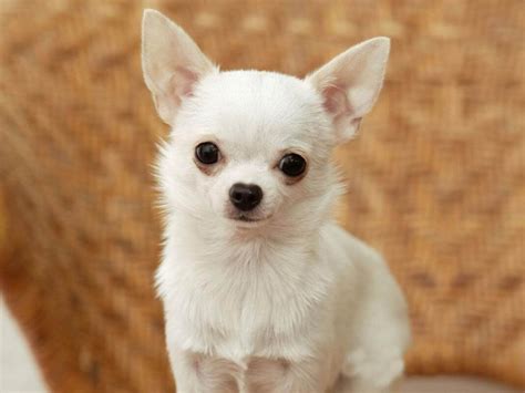 7 Smallest Dog Breed In The World