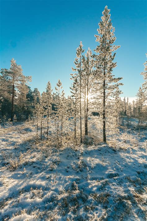 Snow Covered Forest Under Clear Blue Sky · Free Stock Photo