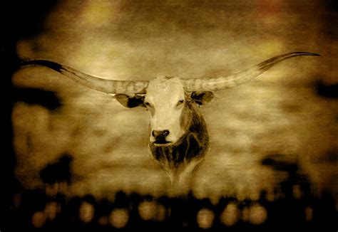 Longhorn Bull Photograph By David Yocum Fine Art America
