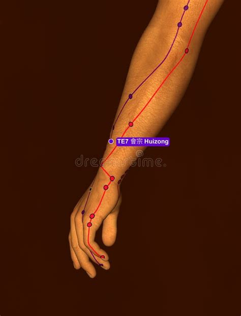 Triple Warmer Acupuncture Point Stock Illustrations 78 Triple Warmer Acupuncture Point Stock