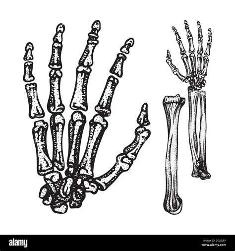 Esqueleto Humano Imágenes Vectoriales De Stock Página 3 Alamy