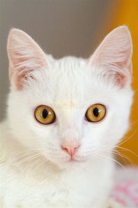Portrait Of Pure White Cat Front View Stock Photo Image Of Angora