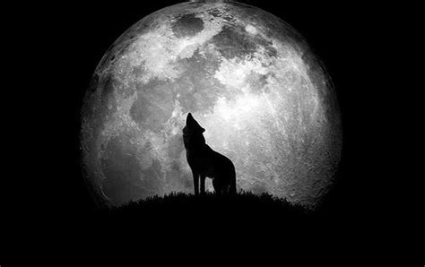 Wolf Baying At The Full Moon Maura Zoo Of The Wild Pinterest