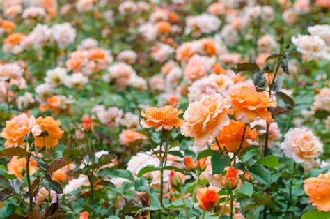 Orange Roses Garden Stock Photo Image Of Beautiful Botany 32177002