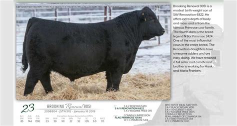 Lot 23 Brooking Angus Ranch 8th Annual Bull Sale Dvauction