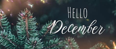 Banner With Pine Branches And Lettering Hello December Stock Image