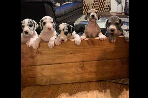 Happy Danes Of Minnesota Great Dane Puppies For Sale Born On 12252020