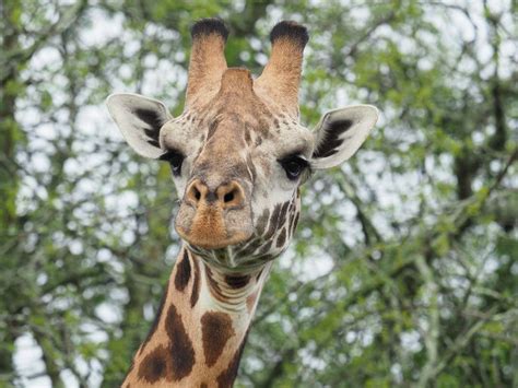 Giraffe Facts 10 Facts About Giraffes Wilderness