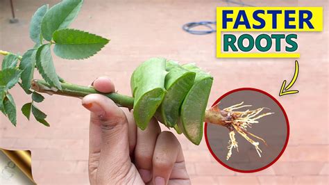 10 Secrets To Grow Rose From Cuttings Faster Gardening Hacks To