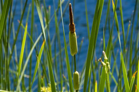 Cattail Free Stock Photo Public Domain Pictures