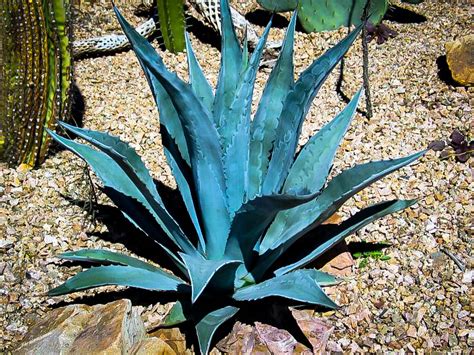 It is doing well after one year.the plant is watered deeply about once every 2 1/2. Blue American Agave Plants For Sale | The Tree Center™