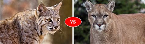 Compare Bobcat Vs Cougar Mountain Lion Fight Who Win Will