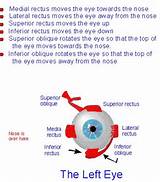 Muscle Eye Exercises