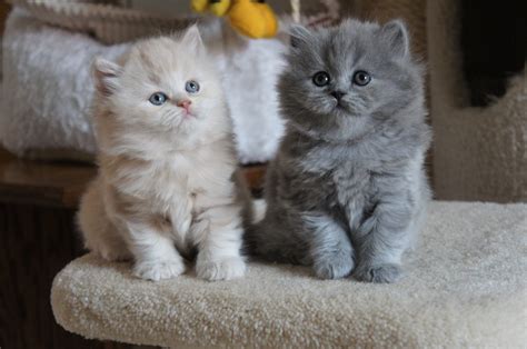 Search by location, breed, size and color. British Longhair Cat Info, Kittens, Temperament, Care ...