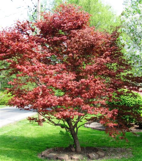 Japanese Red Leaf Maple Gardenland Usa Improve Your