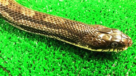 The belly becomes more slate gray as it approaches the tail. Virginia Living Museum | Identifying Common Snakes
