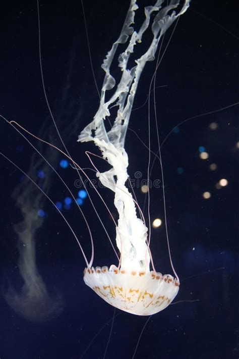 Jellyfish At Vancouver Aquarium Stanley Park Bc Stock Photo Image
