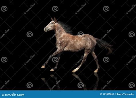 A Beautiful Gray Horse Galloping Isolatet On Black Bsckground Stock