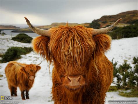 ハイランド牛、スコットランド ナショナル ジオグラフィック日本版サイト