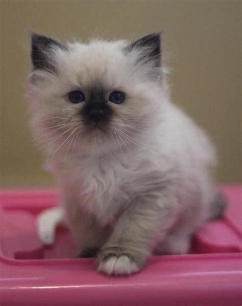 For Sale Birman Kittens