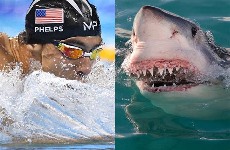 ‘phelps Vs Shark Reviewed By A Shark Wsj