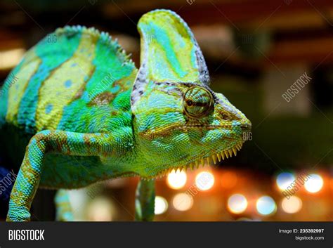 Veiled Chameleon Image And Photo Free Trial Bigstock