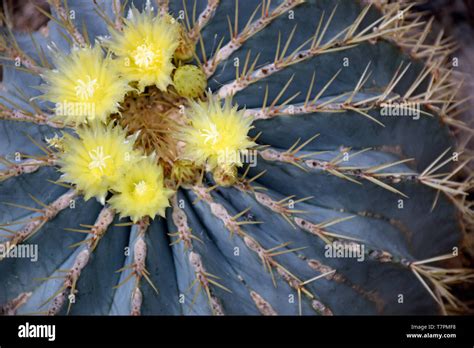 Blue Barrel Cactus From Central Mexico Stock Photo Alamy
