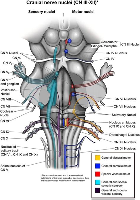 Cranial Nerves Cranial Nerves Human Body Science Head And Neck Anatomy