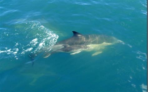Diveworks Charters Dolphin And Seal Encounters