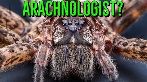 What Is An Arachnologist And How Do I Become One Youtube