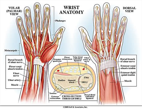 Wrist Anatomy New York Ny