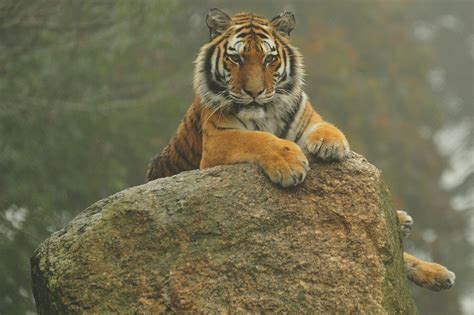 Tiger Sitting On A Rock Anne Marie Kalus Flickr