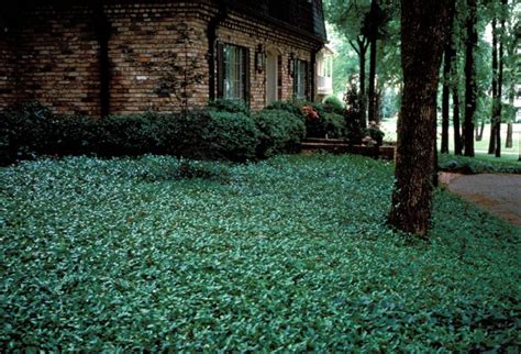 Shade Plants East Texas Garden Plant